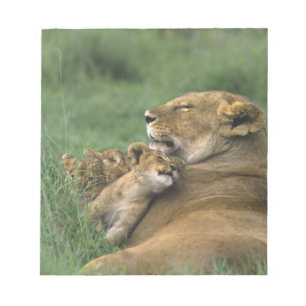 Tansania, Ngorongoro-Krater. Afrikanische Löwenmut Notizblock