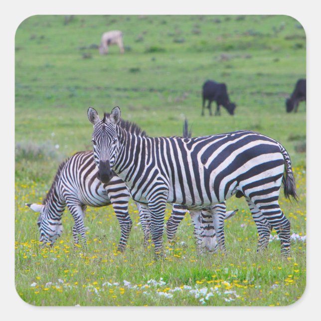 Tansania Zebra Stickers (Vorderseite)