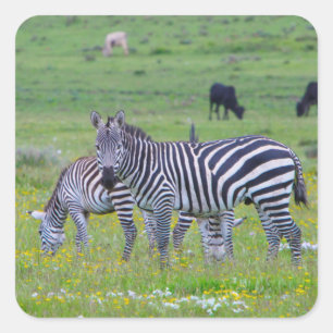 Tansania Zebra Stickers