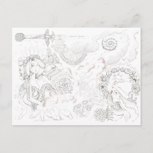 Tansy Banditas Postkarte (Vorderseite)