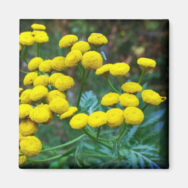 Tansy Blume Magnet (Vorne)