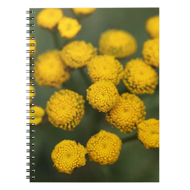 TansyTanacetum vulgare Notizblock (Vorderseite)