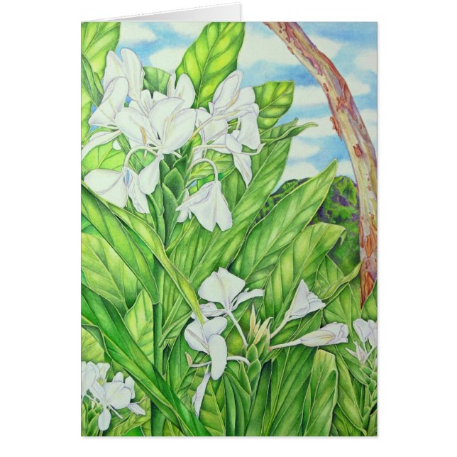 Tantalus Weiß-Ingwer (Vorne)