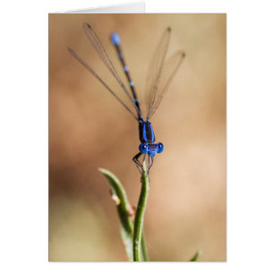 Tanz der Damselfly