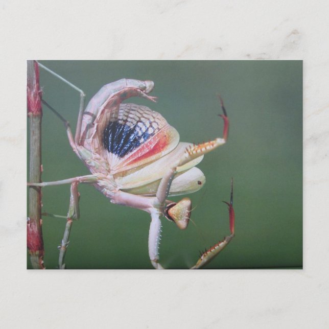 Tanz der Gottesanbeterin- Postkarte (Vorderseite)