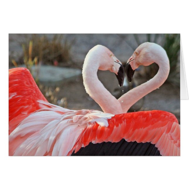 Tanz der Liebe (Vorderseite (Horizontal))