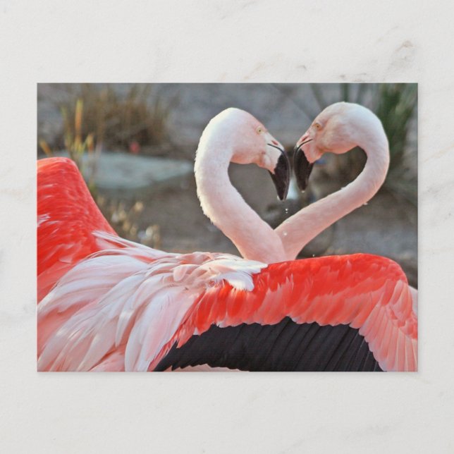 Tanz der Liebe Postkarte (Vorderseite)