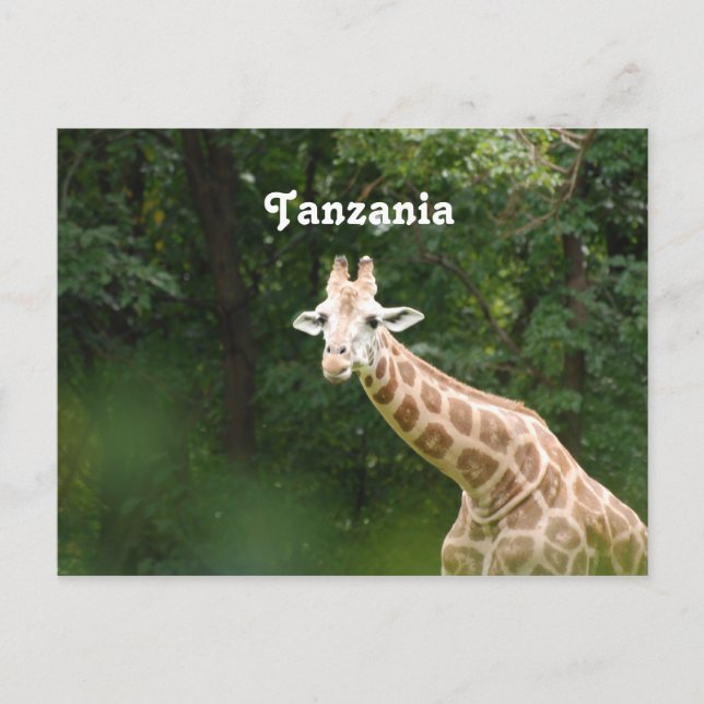 Tanzanian Giraffe Postkarte (Vorderseite)