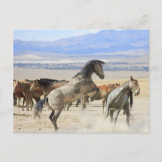 Tänze mit Hooves Postkarte