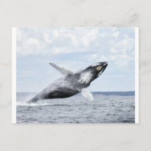 Tänze mit Walen 8 Postkarte