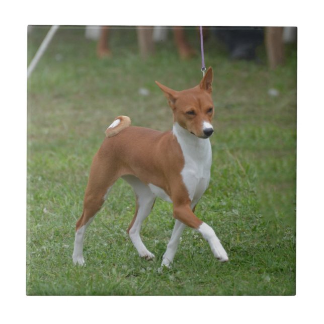 Tänzelnder Basenji Hund Fliese (Vorderseite)