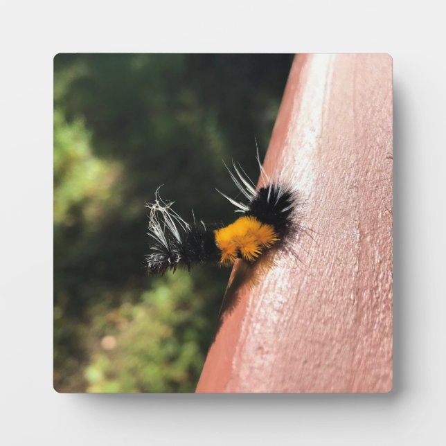 Tanzende Raupe Fotoplatte (Vorderseite)