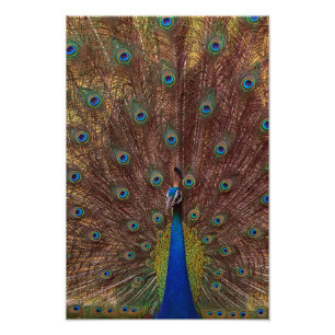 Tanzender Pfau (Porträt) Fotodruck