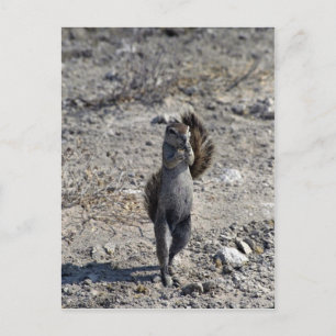 Tanznager Postkarte