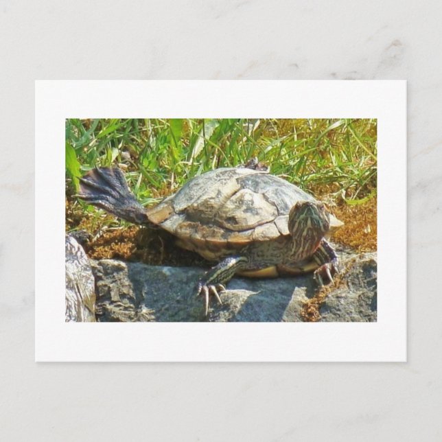 Tanzschildkröte - Postkarte (Vorderseite)