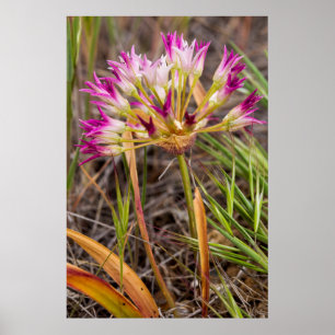 Tapertip-Zwiebelblüte in den Painted Hills Poster
