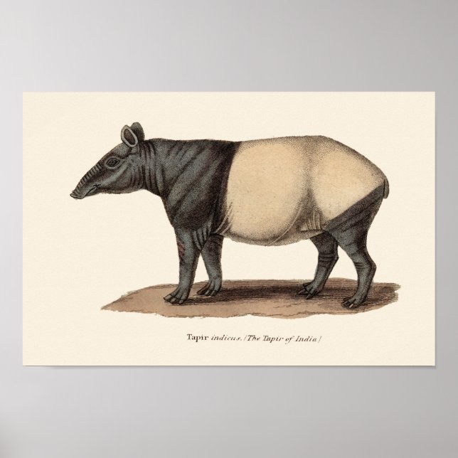 TAPIR-DRUCKEN POSTER (Vorne)