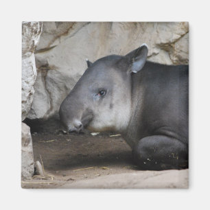 Tapir-Magnet Magnet