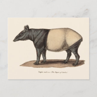 TAPIR POSTCARD POSTKARTE