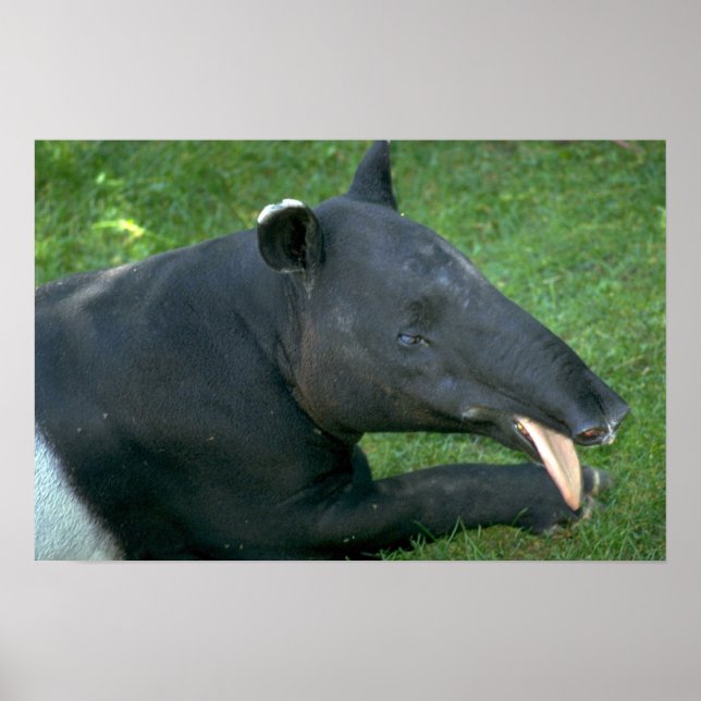 Tapir Poster (Vorne)