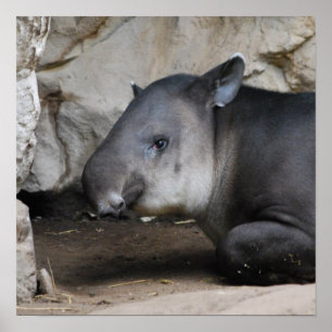 Tapir Poster