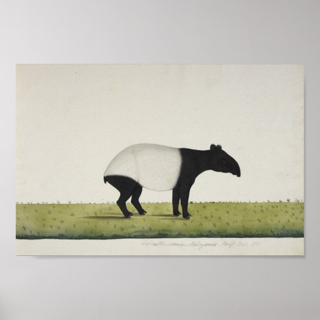 Tapir Poster (Vorne)