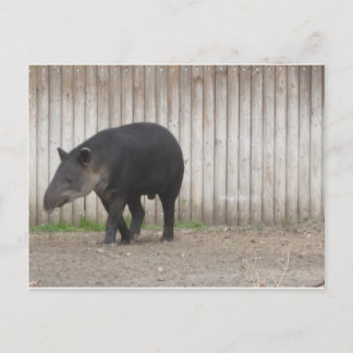 Tapir Postkarte