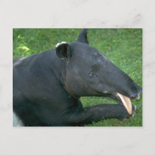 Tapir Postkarte