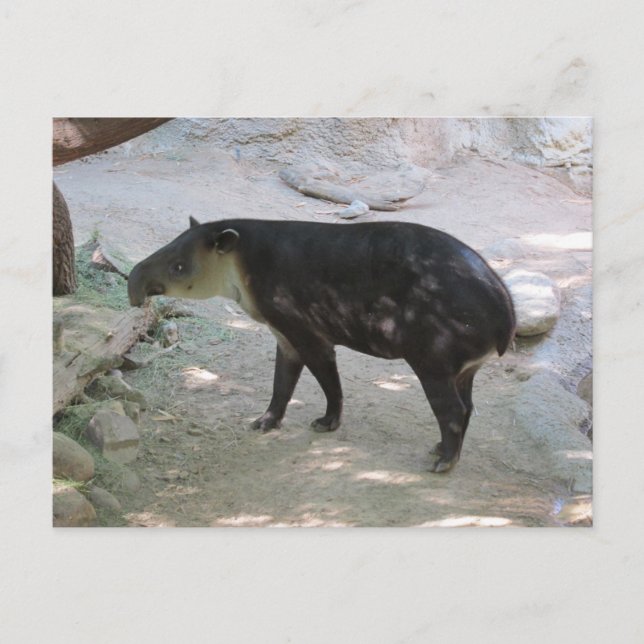 Tapir-Postkarte Postkarte (Vorderseite)