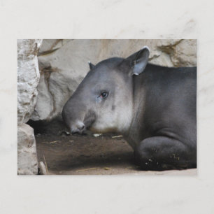 Tapir-Postkarte Postkarte