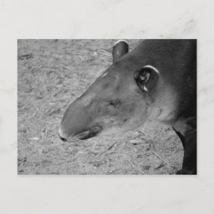 Tapiskopfes Schwarz-Weiß-Zoo Postkarte