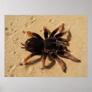 Tarantel-Foto Poster