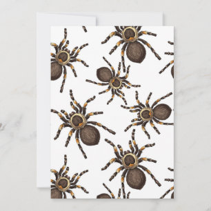 Tarantula auf weiß