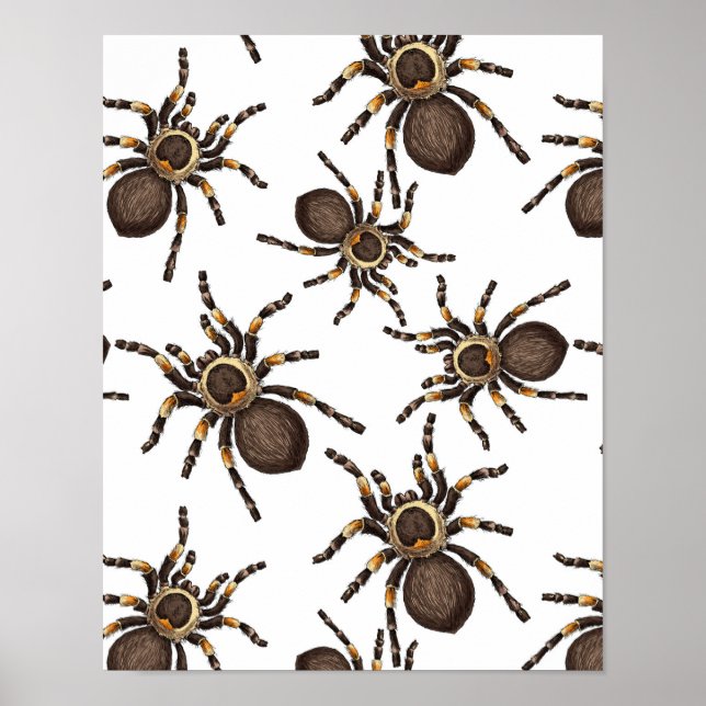 Tarantula auf weiß poster (Vorne)