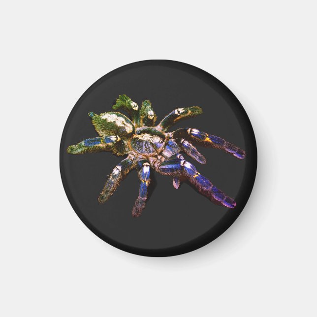 Tarantula, blau/rot/orange/schwarz magnet (Vorne)