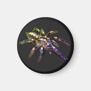 Tarantula, blau/rot/orange/schwarze Spinne Magnet