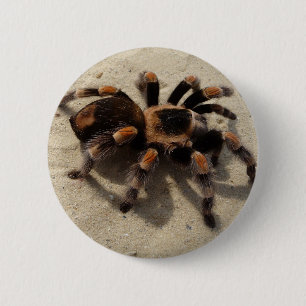 Tarantula brachypelma rotes Knie giftig Button