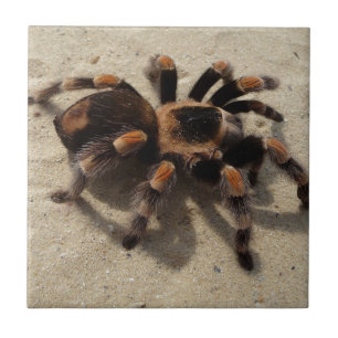 Tarantula brachypelma rotes Knie giftig Fliese
