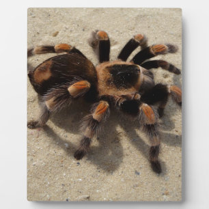 Tarantula brachypelma rotes Knie giftig Fotoplatte
