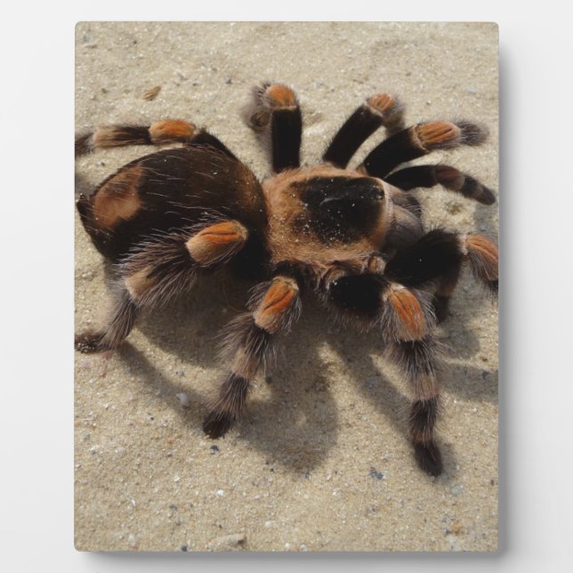 Tarantula brachypelma rotes Knie giftig Fotoplatte (Vorderseite)