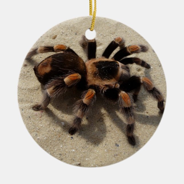 Tarantula brachypelma rotes Knie giftig Keramik Ornament (Vorne)