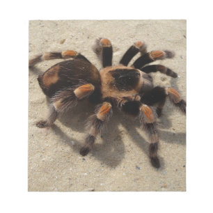 Tarantula brachypelma rotes Knie giftig Notizblock