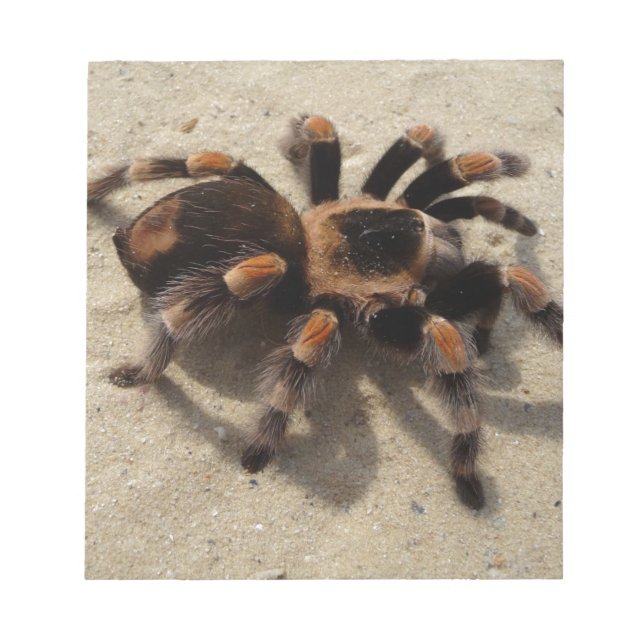 Tarantula brachypelma rotes Knie giftig Notizblock (Vorderseite)