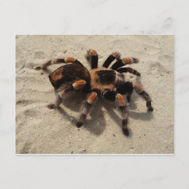 Tarantula brachypelma rotes Knie giftig Postkarte (Vorderseite)