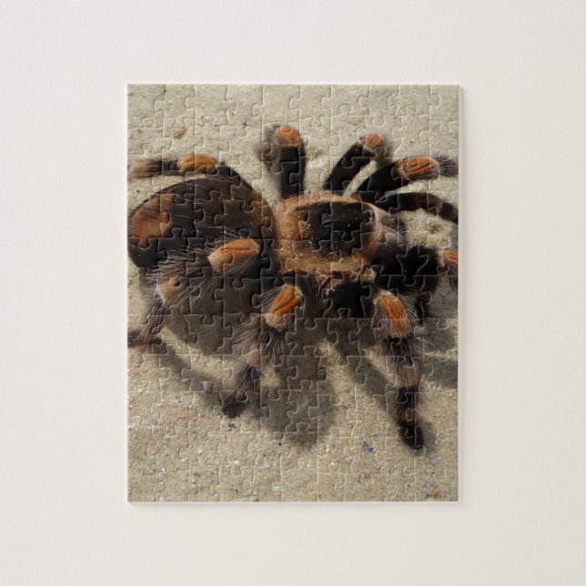 Tarantula brachypelma rotes Knie giftig Puzzle (Vertikal)