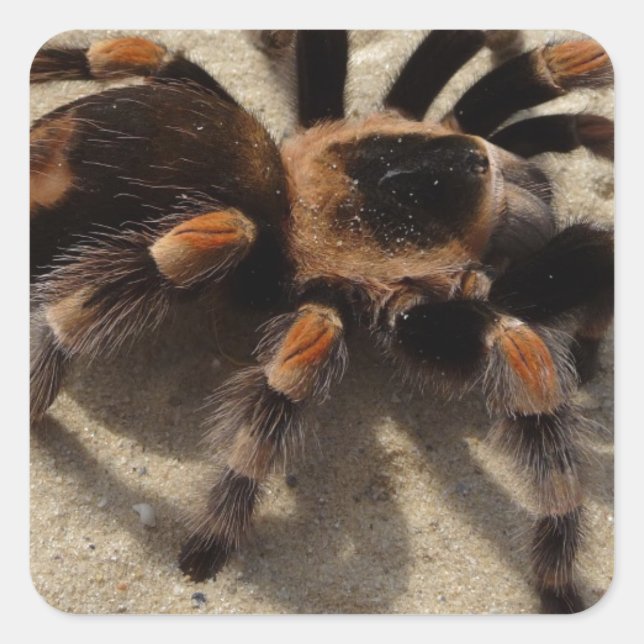 Tarantula brachypelma rotes Knie giftig Quadratischer Aufkleber (Vorderseite)