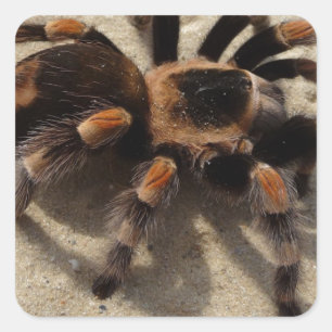 Tarantula brachypelma rotes Knie giftig Quadratischer Aufkleber