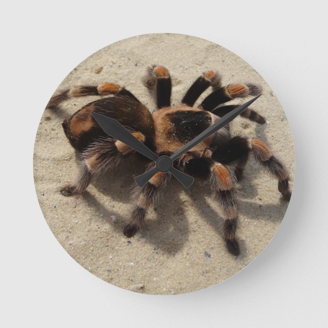 Tarantula brachypelma rotes Knie giftig Runde Wanduhr (Vorderseite)