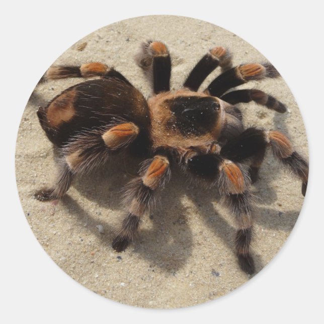 Tarantula brachypelma rotes Knie giftig Runder Aufkleber (Vorderseite)