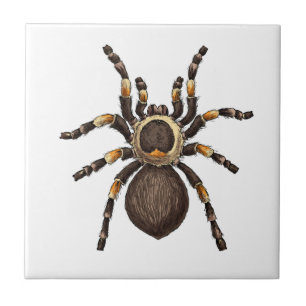 Tarantula Fliese